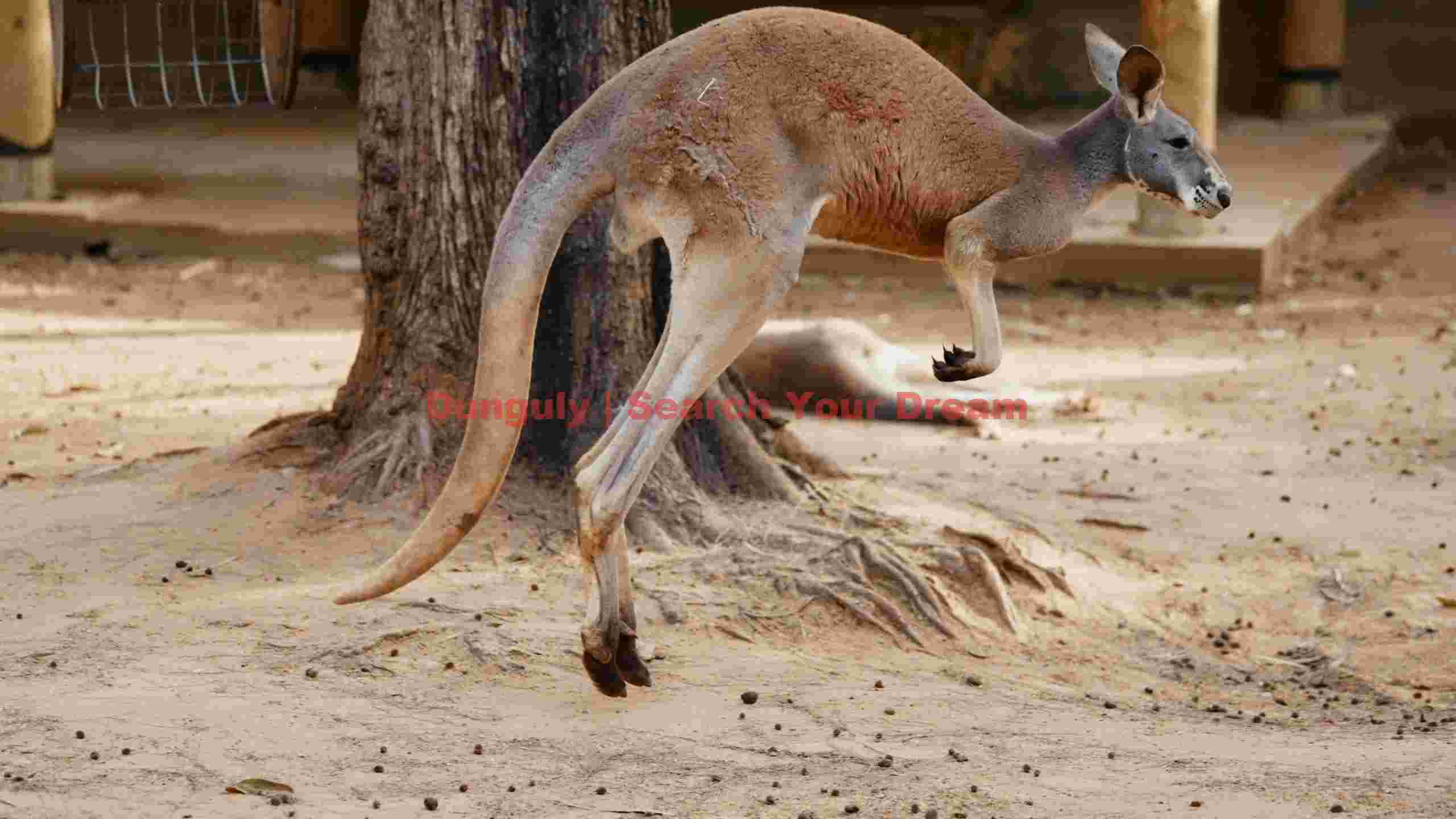 dynamic red kangaroo mid leap dynamic red kangaroo mid leap