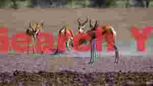dynamic springboks sparring in arid savanna