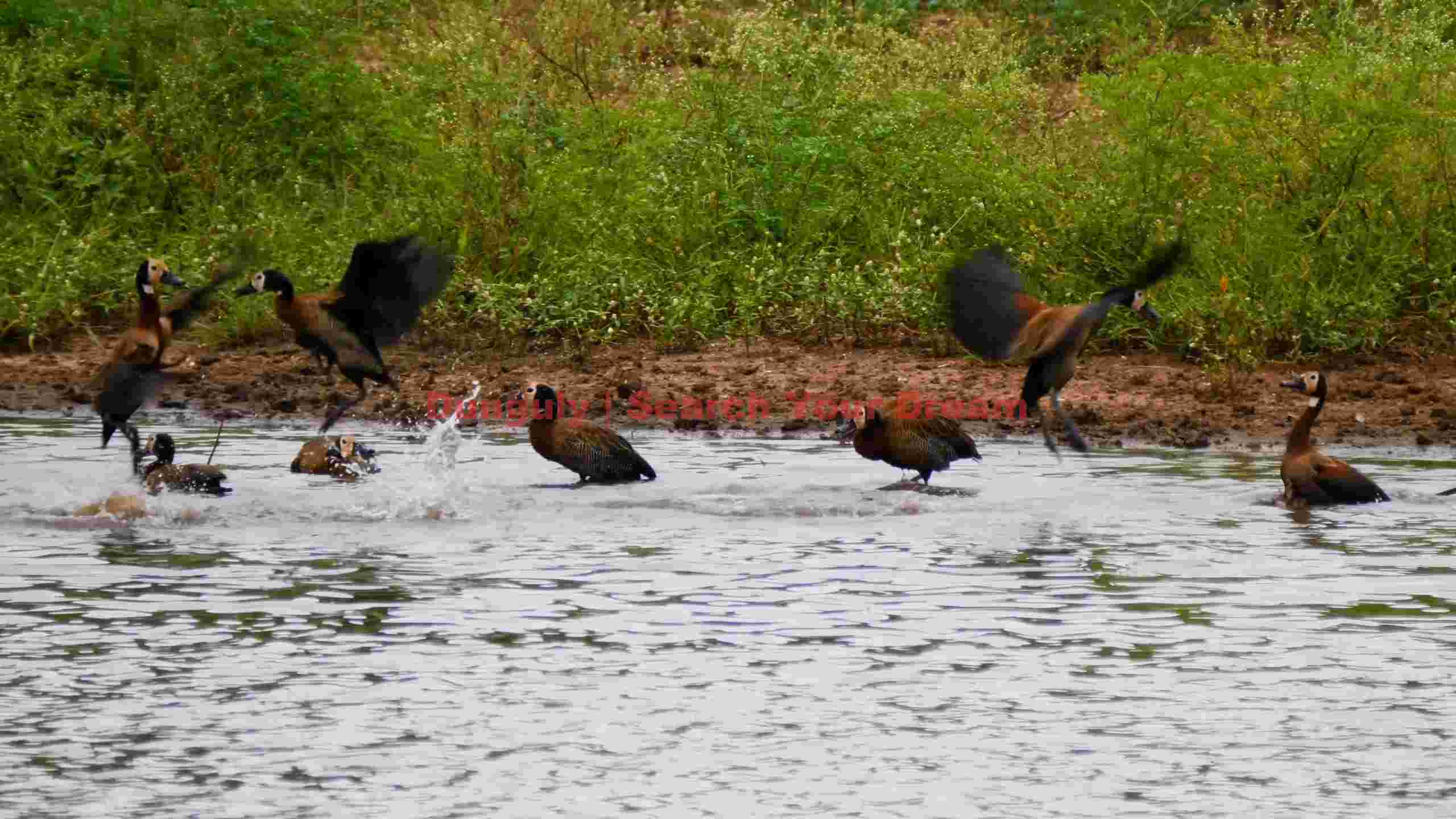 dynamic white faced whistling ducks in wetland dynamic white faced whistling ducks in wetland