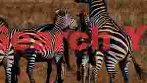 dynamic zebras in the wild