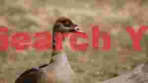 egyptian goose with striking yellow eye
