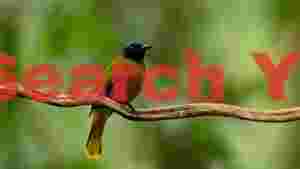 elegant black headed bulbul on jungle vine