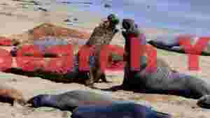 elephant seal beach showdown