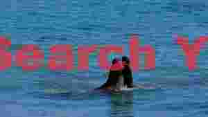 elephant seal confrontation in blue ocean