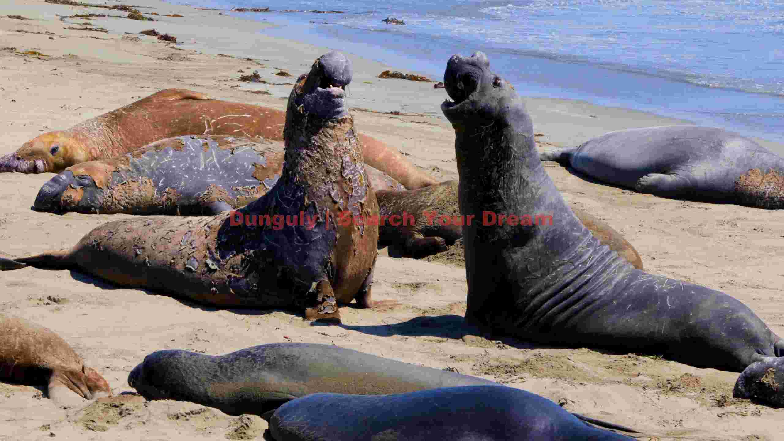 elephant seals basking and molting on a sunny beach elephant seals basking and molting on a sunny beach