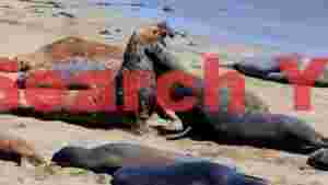 At Home elephant seals molting and interacting on a sunny beach