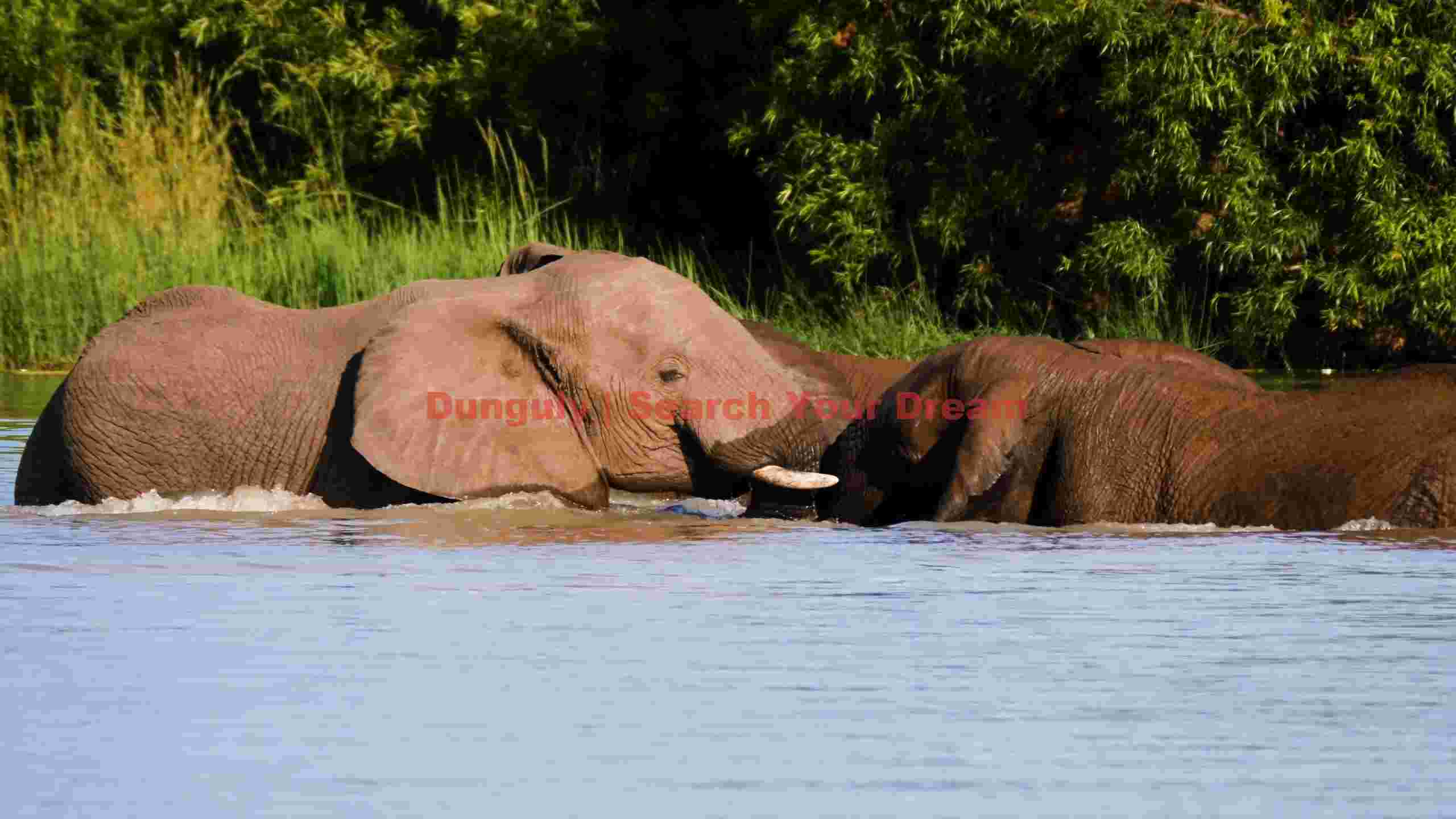 elephants cooling off in the river elephants cooling off in the river