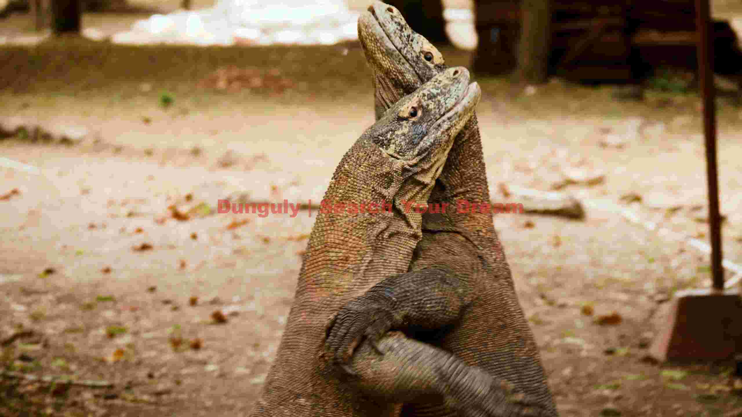 embrace of the komodo dragons embrace of the komodo dragons