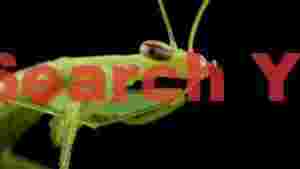 emerald gaze green praying mantis macro