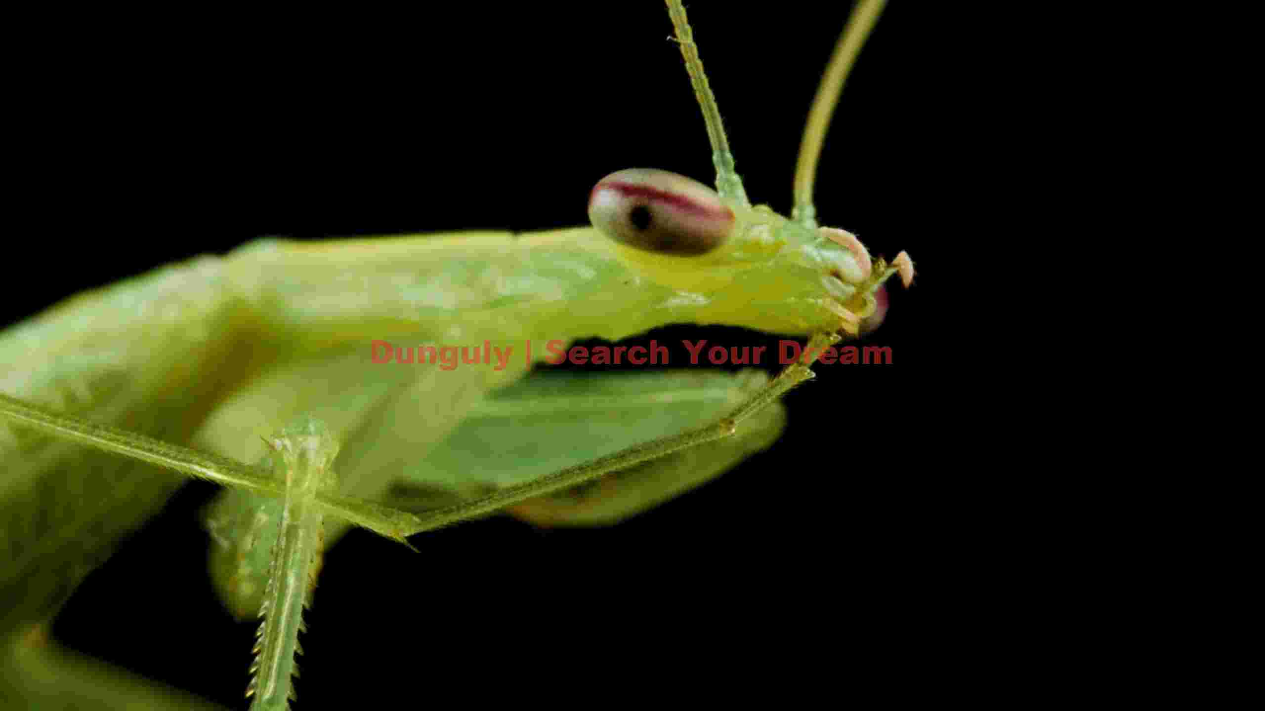 emerald gaze green praying mantis macro emerald gaze green praying mantis macro