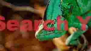 emerald gaze vibrant veiled chameleon