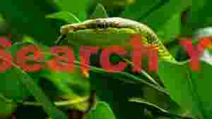 emerald green snake in verdant foliage