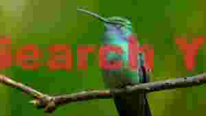 emerald hummingbird resting on branch