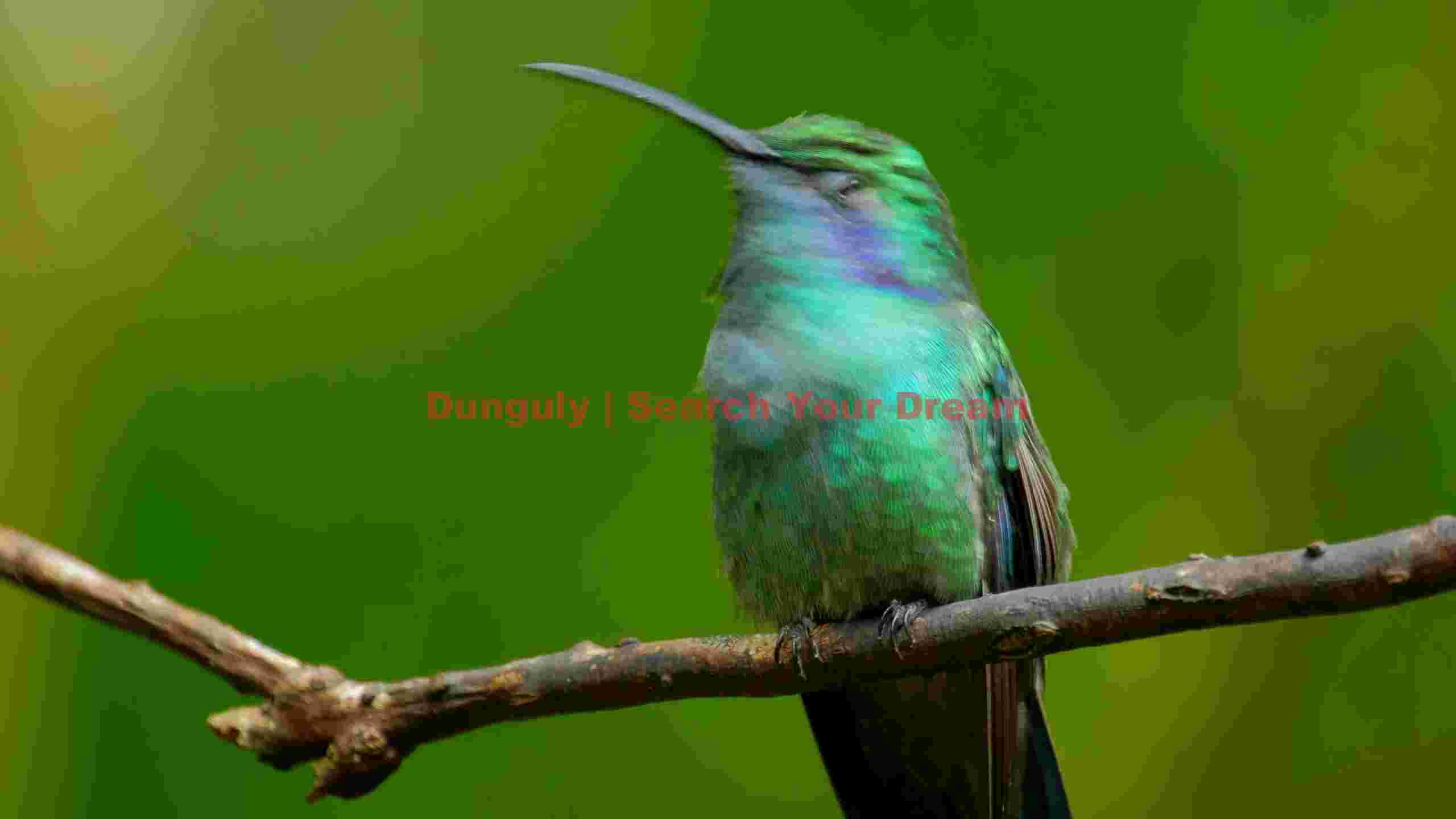 emerald hummingbird resting on branch emerald hummingbird resting on branch
