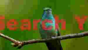 emerald hummingbirds serene perch