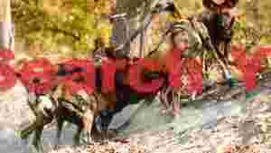 energetic african wild dogs playing in dust