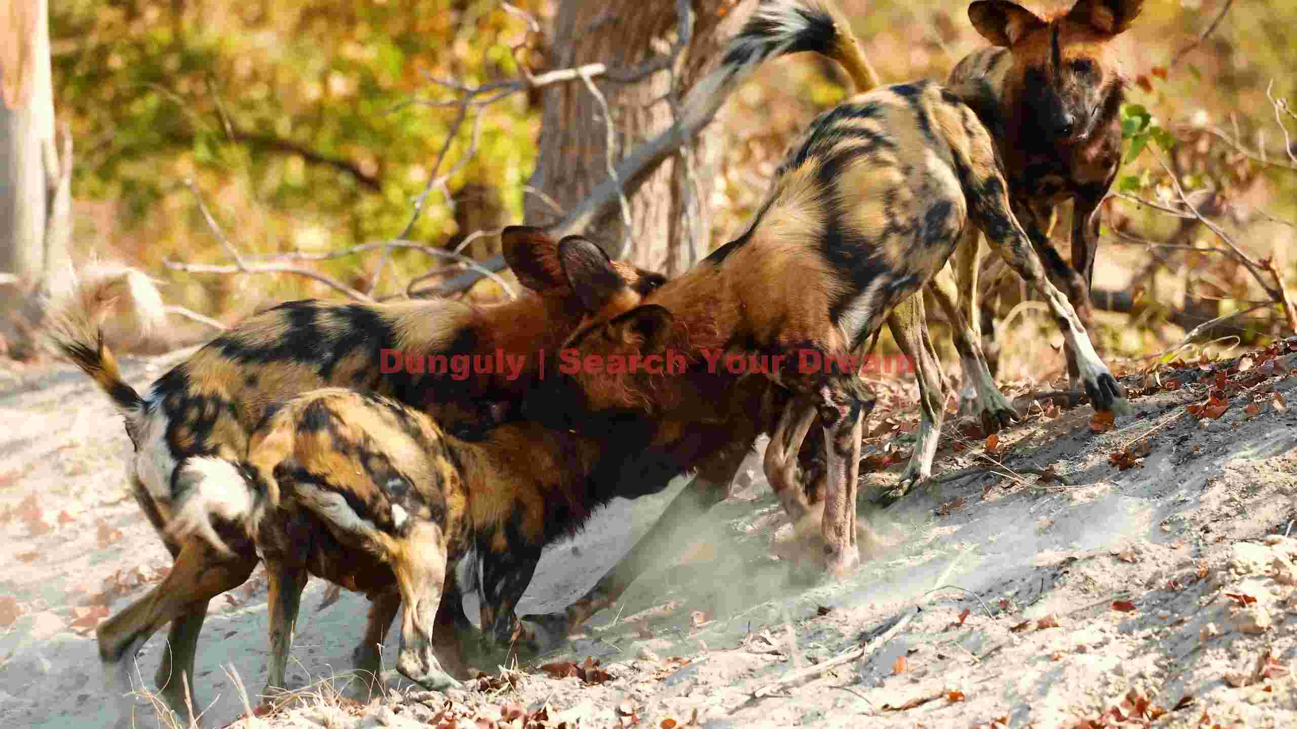 energetic african wild dogs playing in dust energetic african wild dogs playing in dust