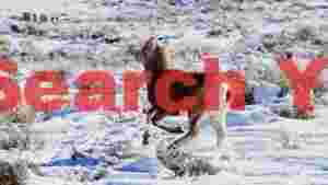 energetic bighorn lamb leaping through winter snow