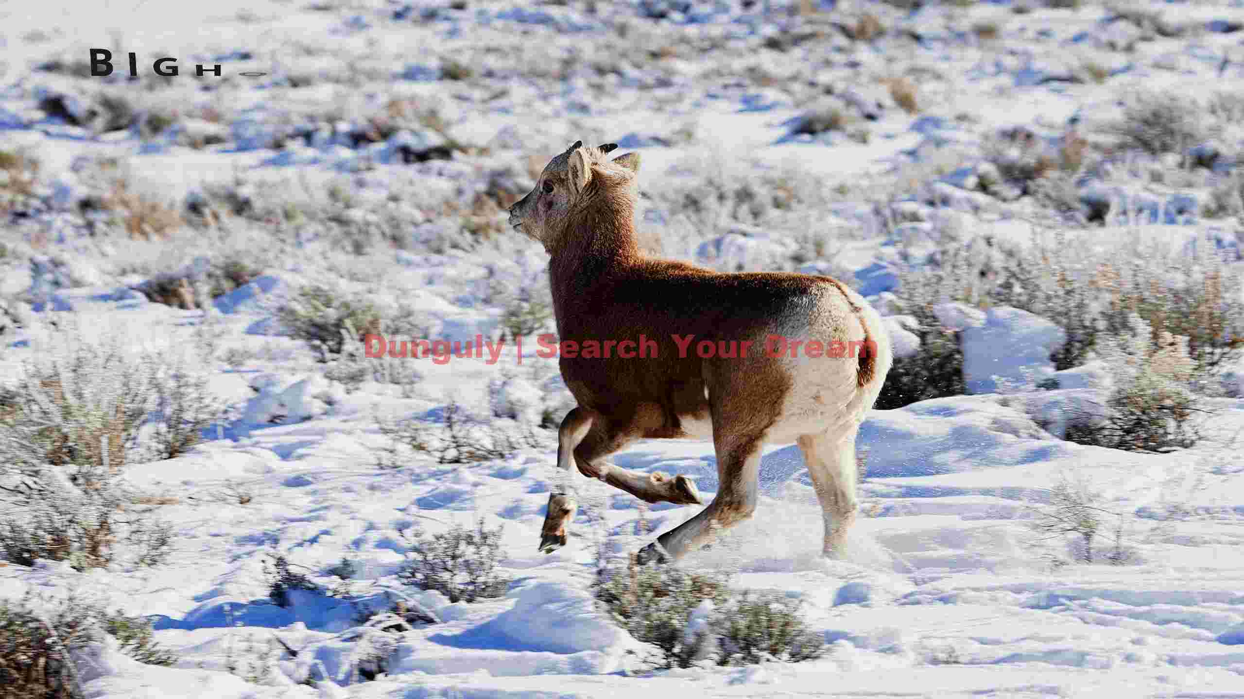 energetic bighorn lamb leaping through winter snow energetic bighorn lamb leaping through winter snow