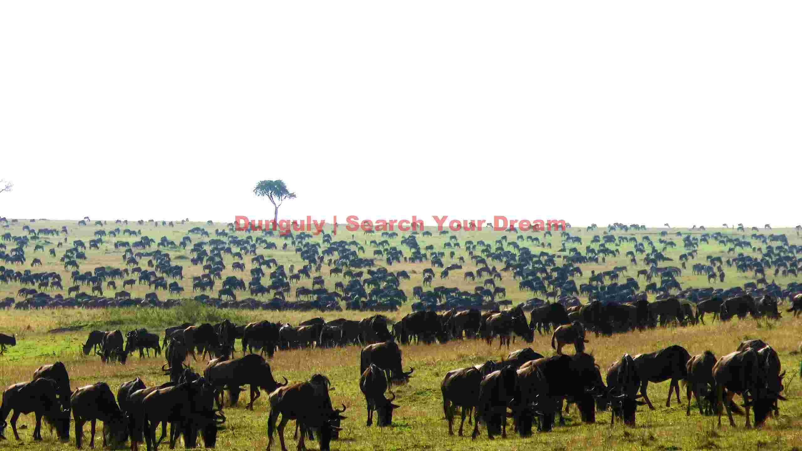 epic wildebeest migration on african plains epic wildebeest migration on african plains