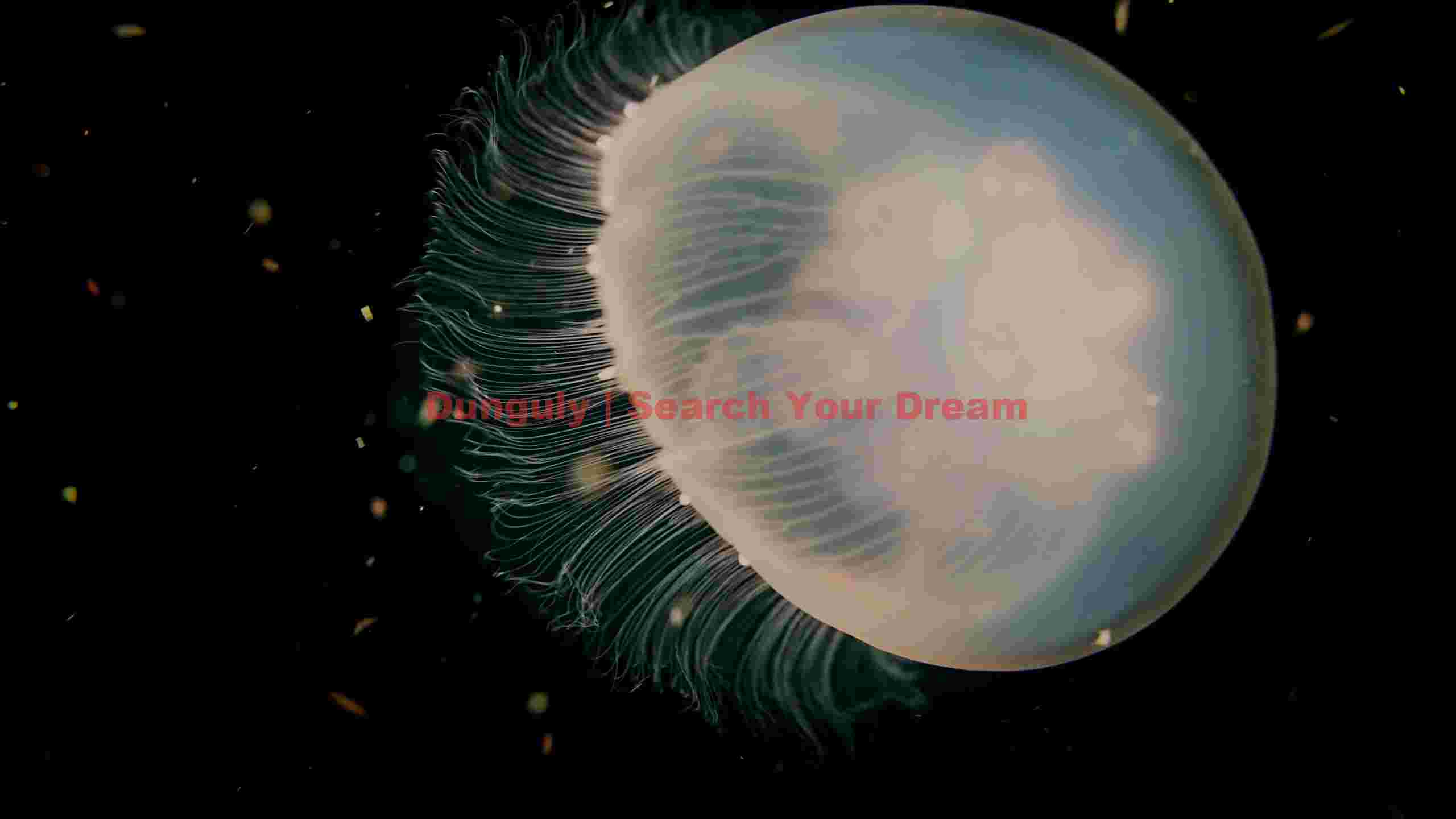 ethereal bioluminescent jellyfish in deep sea ethereal bioluminescent jellyfish in deep sea