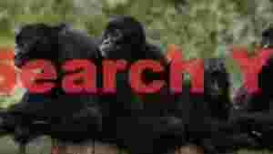 family of black spider monkeys resting