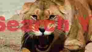 At Home fierce lioness snarl close up