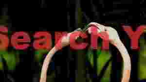 At Home flamingo serenade a dance of beaks
