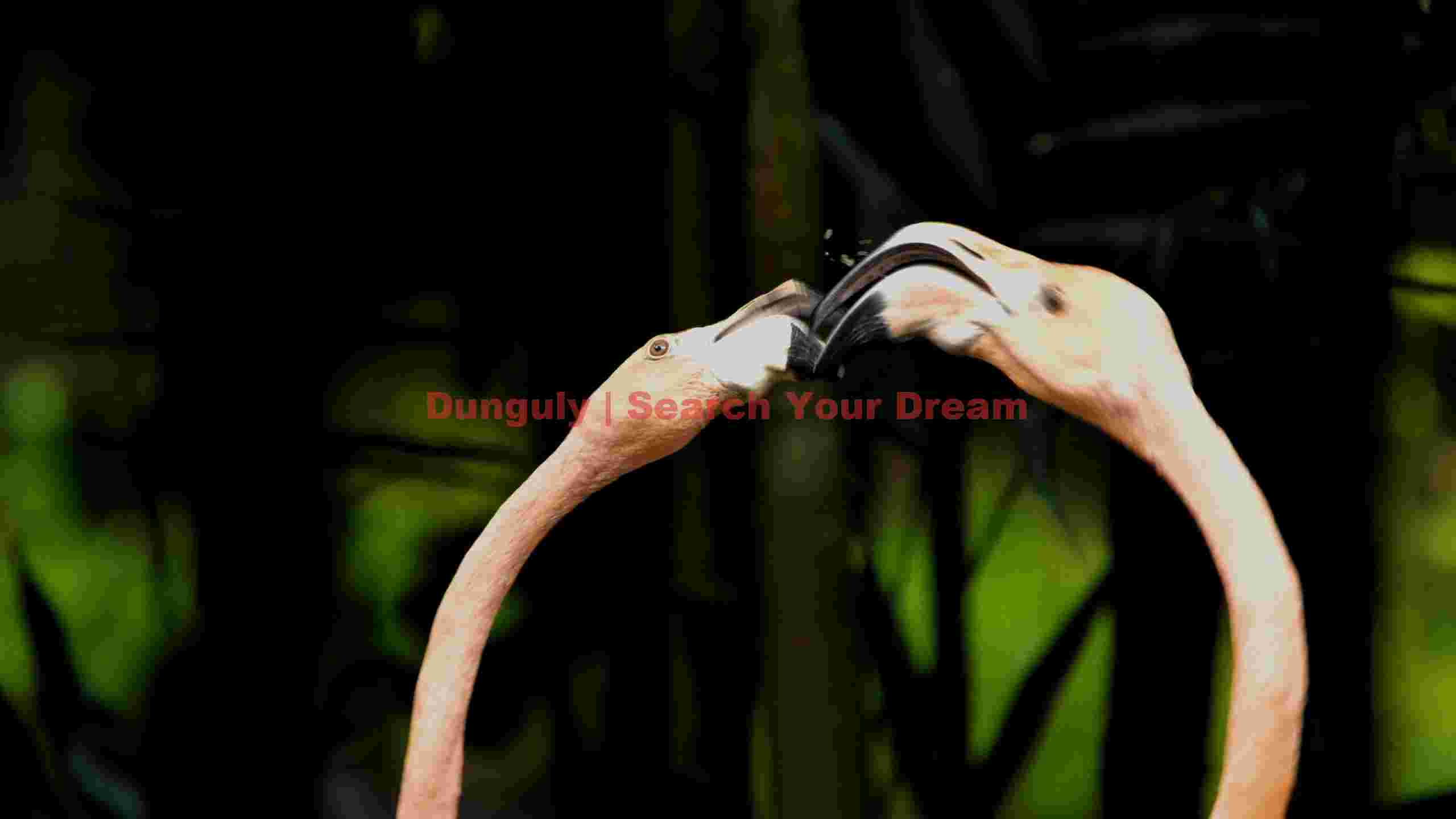 flamingo serenade a dance of beaks flamingo serenade a dance of beaks