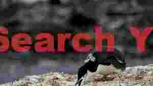 focused chinstrap penguin foraging