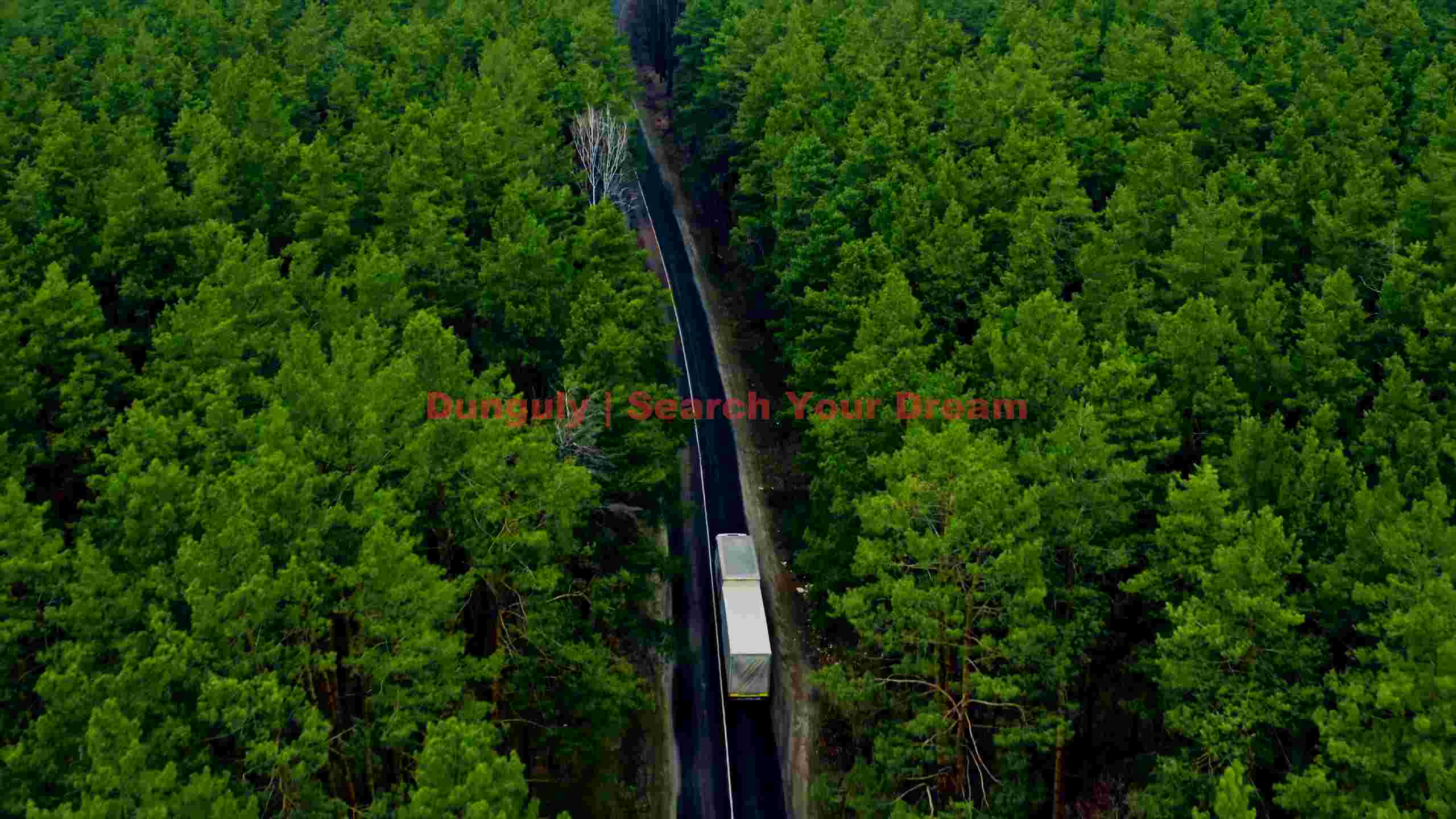 forest road journey through dense pine woods forest road journey through dense pine woods
