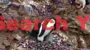 gentoo penguin feeding its fluffy chick on a rocky nest