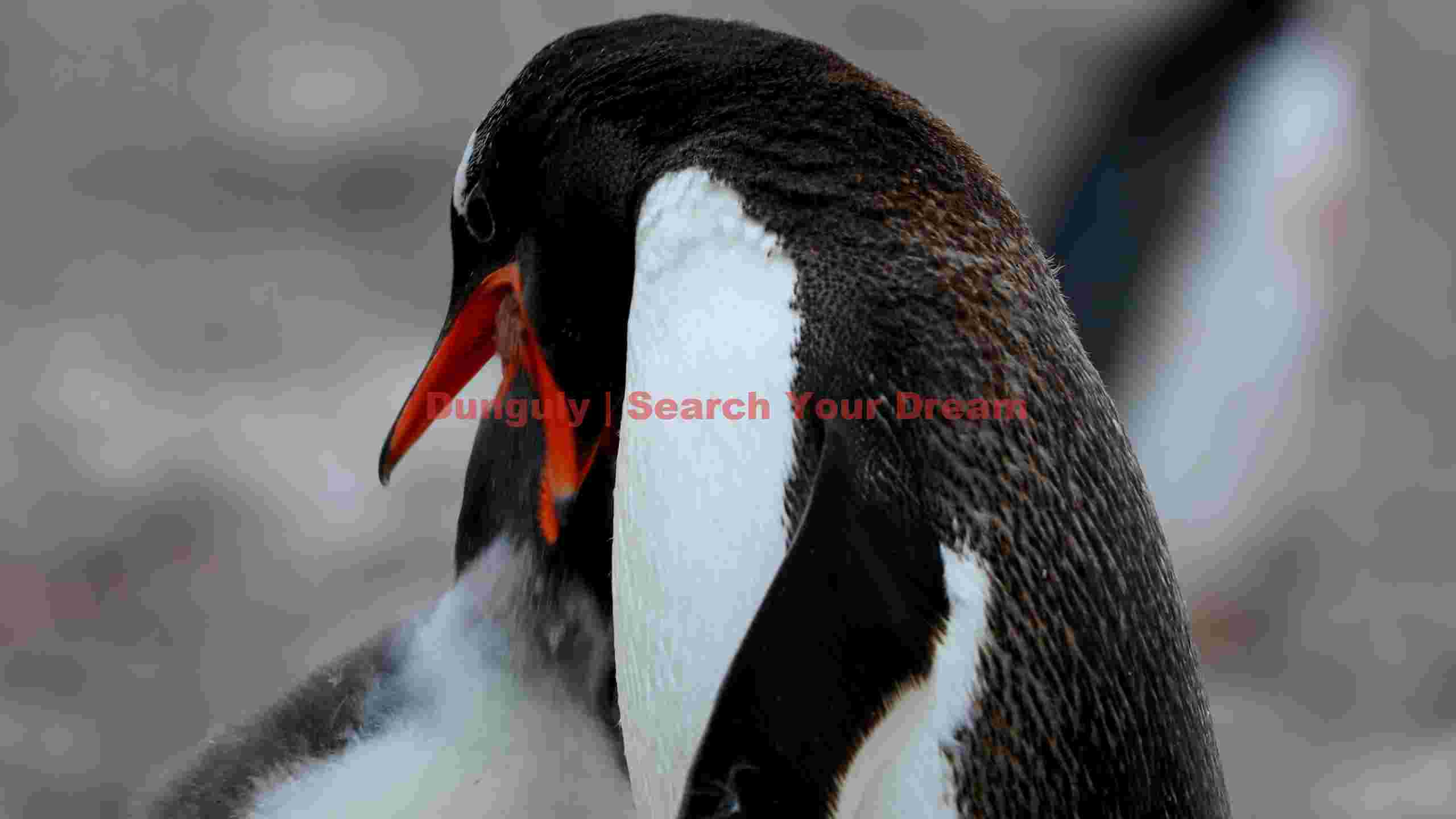 gentoo penguin parent feeding chick gentoo penguin parent feeding chick