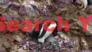 gentoo penguin parent nurturing chick