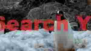 gentoo penguin in fresh antarctic snow