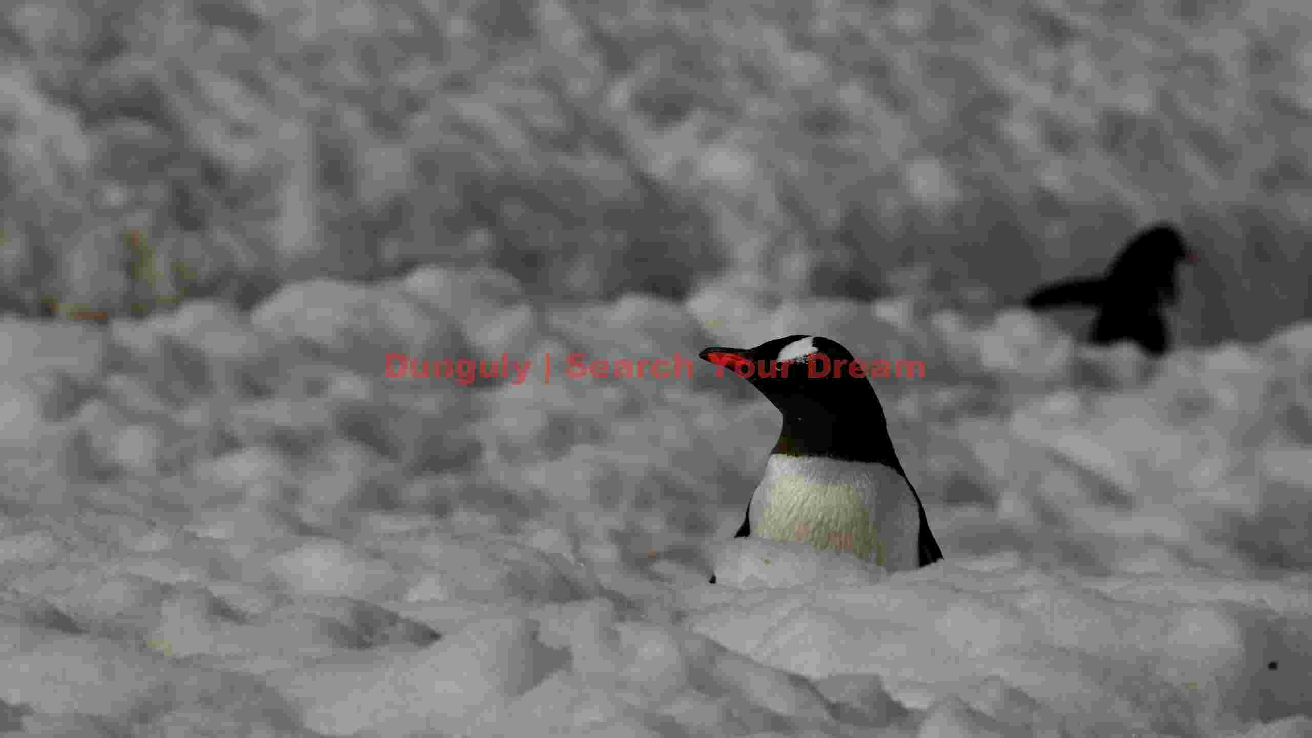 gentoo penguin in snowy landscape gentoo penguin in snowy landscape