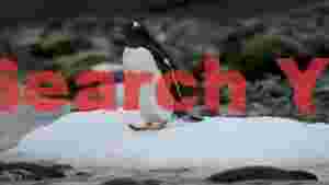 gentoo penguin on arctic ice floe