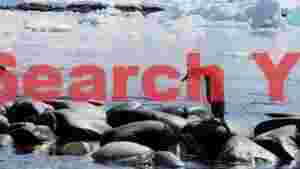 gentoo penguin on icy antarctic shore