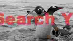 gentoo penguins icy ascent