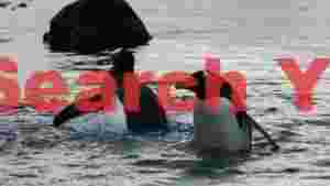 gentoo penguins play in antarctic waters