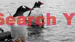 gentoo penguins wading in antarctic waters