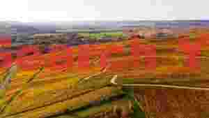 At Home golden autumn vineyards of the french countryside