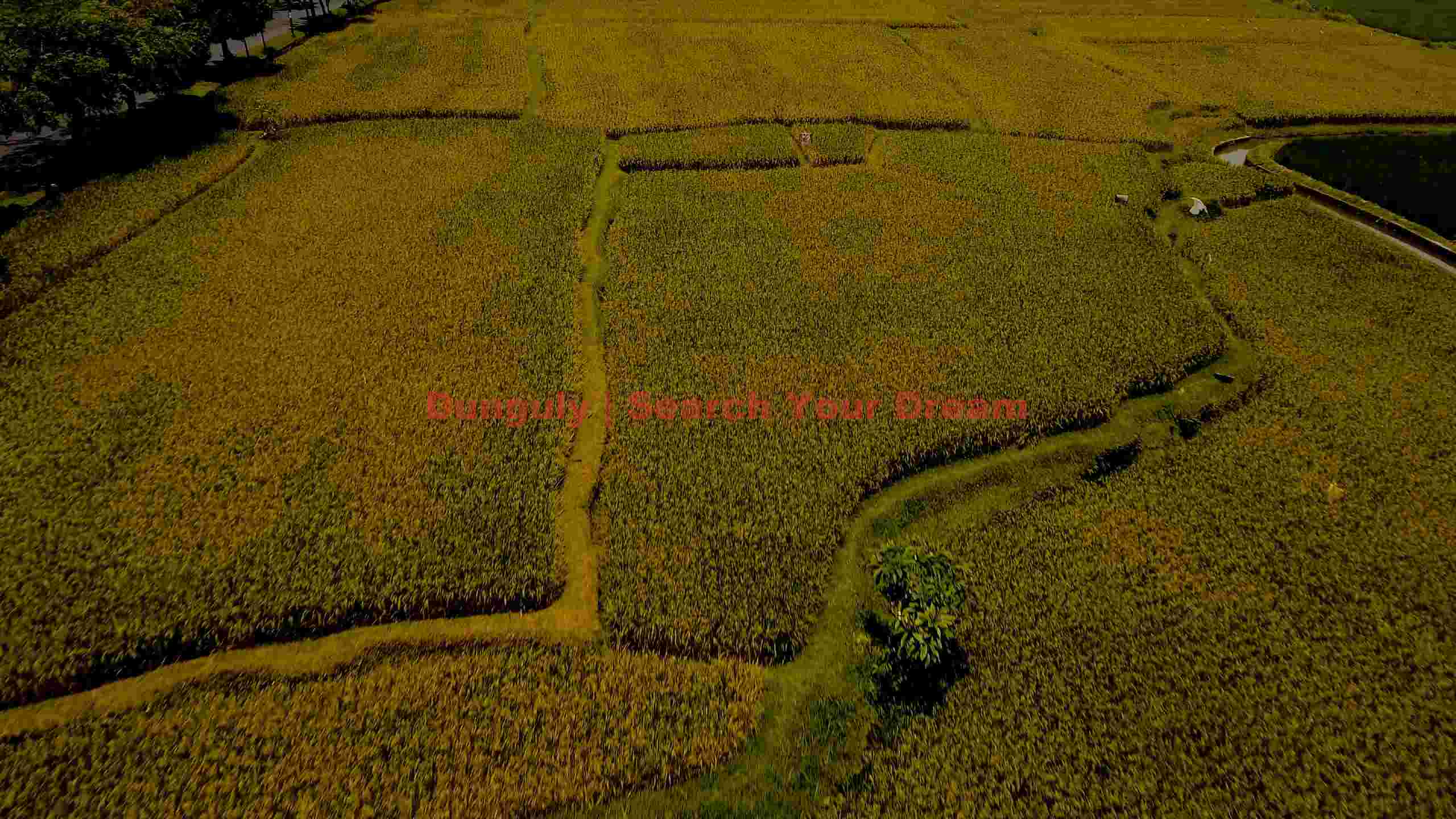 golden harvest aerial view of lush rice paddies golden harvest aerial view of lush rice paddies