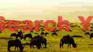 At Home golden hour grazing wildebeest on the african savanna