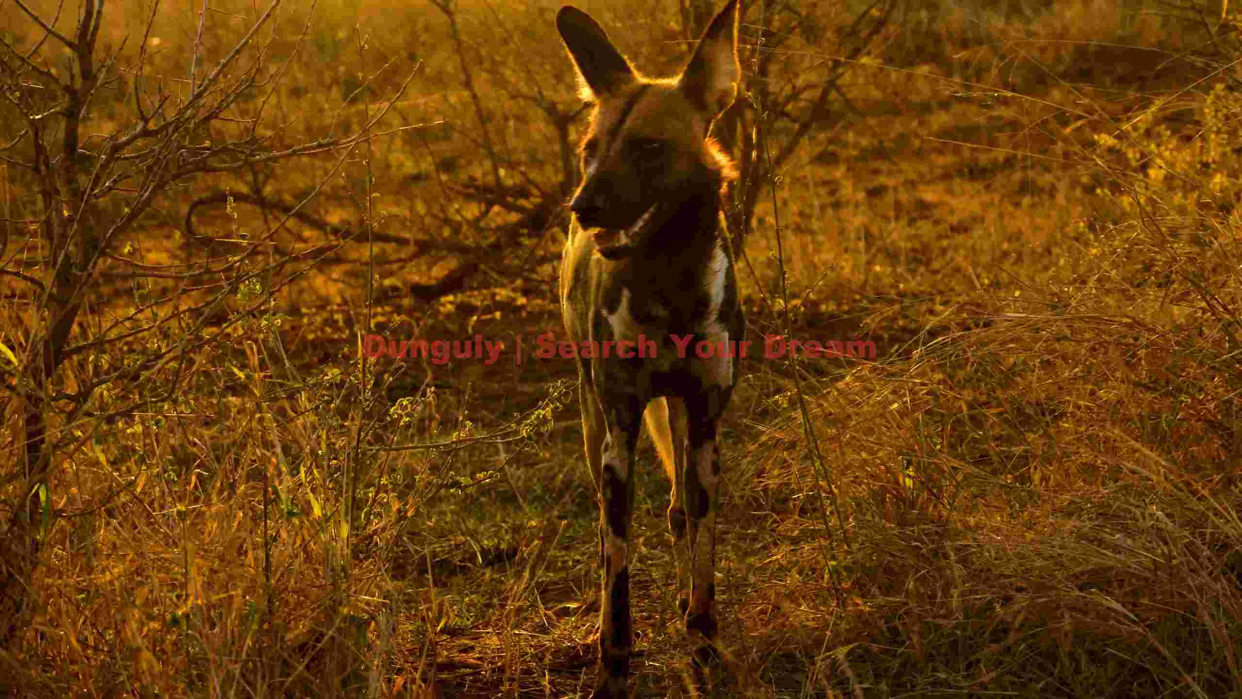 golden hour painted wolf in savanna golden hour painted wolf in savanna