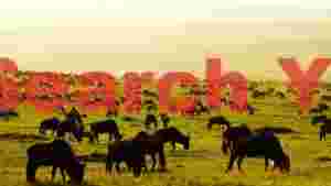 golden hour wildebeest migration on the savanna
