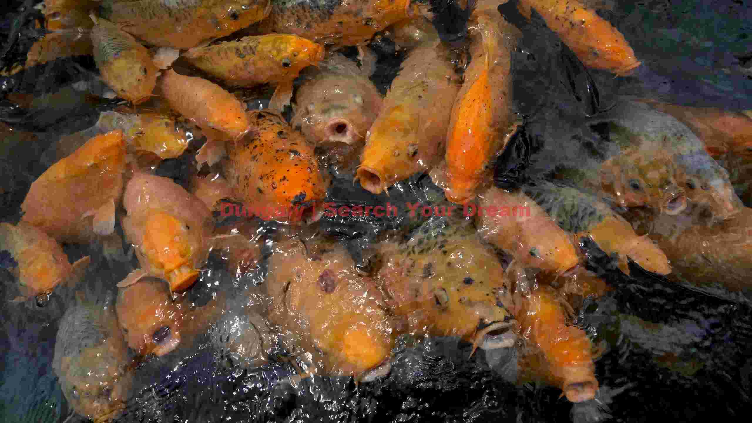 golden koi feeding frenzy in shimmering water golden koi feeding frenzy in shimmering water