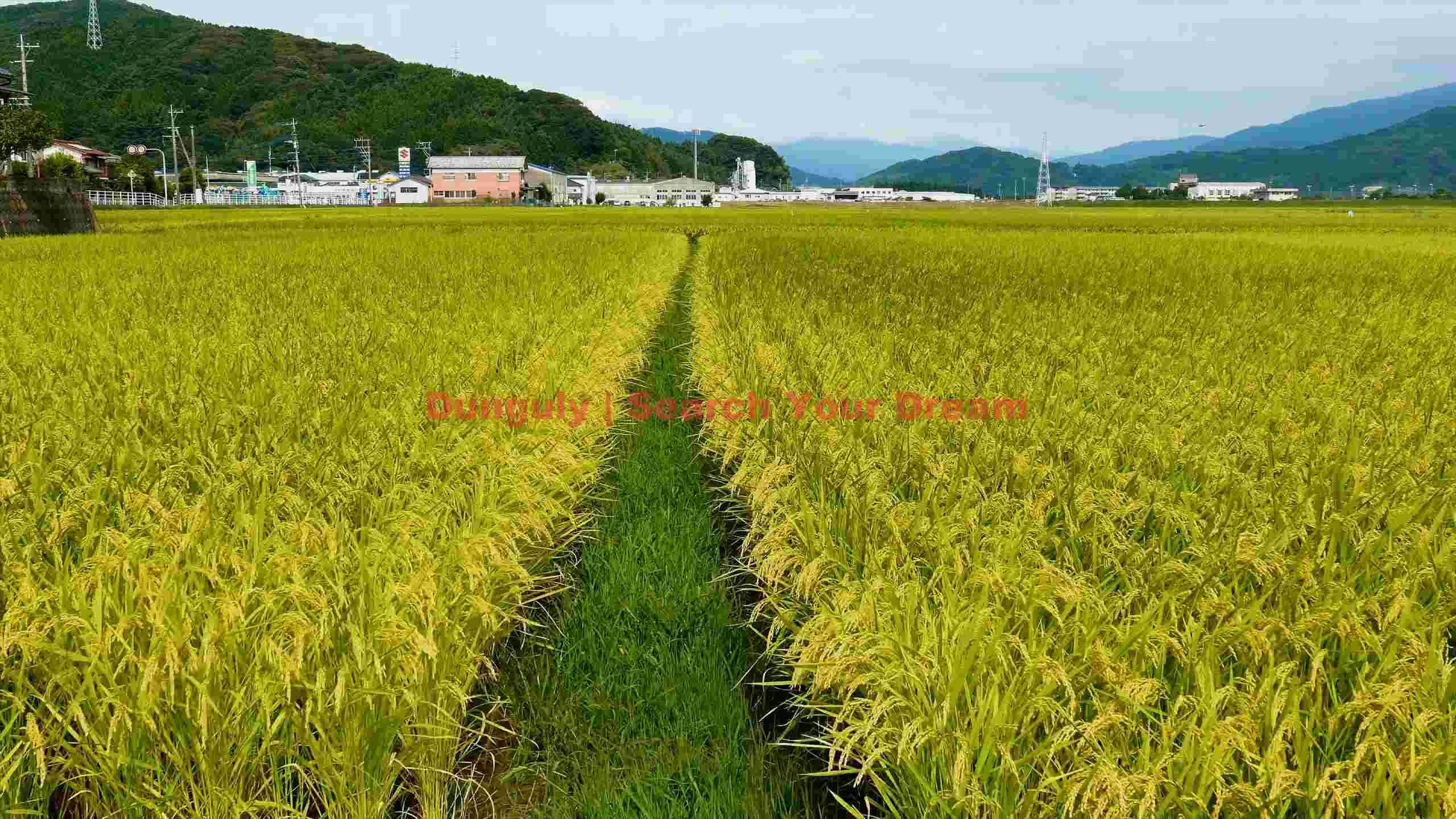 golden rice paddies path golden rice paddies path