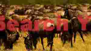 At Home golden savanna wildebeest herd grazing