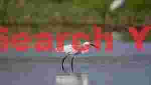 graceful egret wading in serene waters